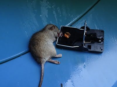 rodent trapping